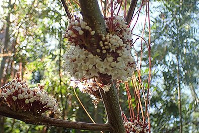 Cuscuta africana, photographed by Di Turner