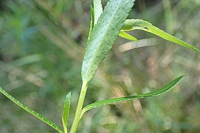 Empleurum unicapsulare, photographed by Di Turner