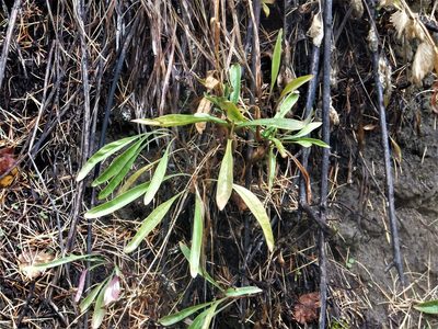 Penstemon confertus, photographed by dougbrown