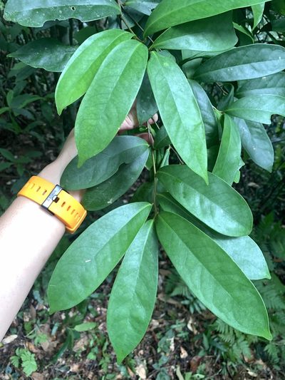 Ilex cochinchinensis, photographed by 呂一起(Lyu yi-chi)