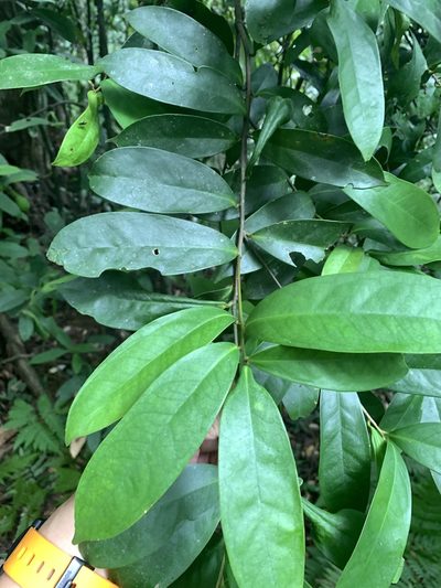Ilex cochinchinensis, photographed by 呂一起(Lyu yi-chi)
