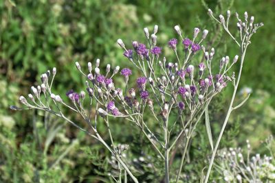 Vernonia incana, photographed by Hugo Hulsberg
