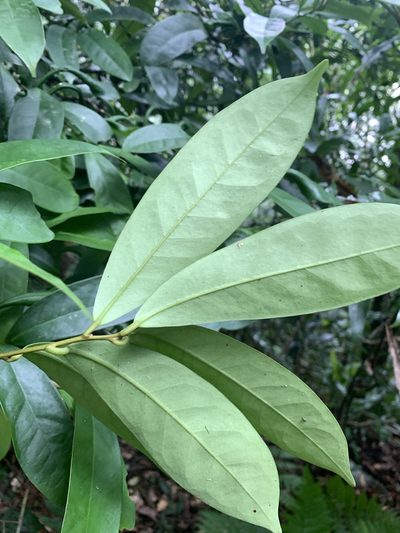 Ilex cochinchinensis, photographed by 呂一起(Lyu yi-chi)
