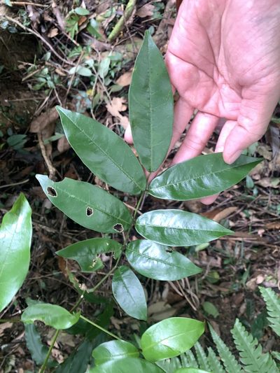 Derris laxiflora, photographed by 呂一起(Lyu yi-chi)