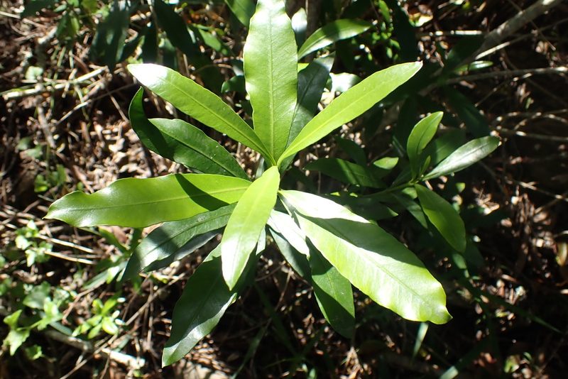 Gonioma kamassi, photographed by Di Turner