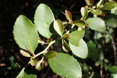 Gymnosporia nemorosa, photographed by Di Turner