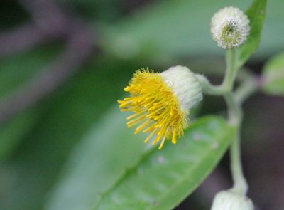 Blumea riparia, photographed by Agnes Trekker