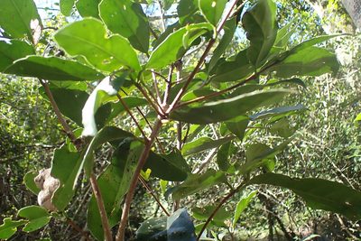 Elaeodendron croceum, photographed by Di Turner