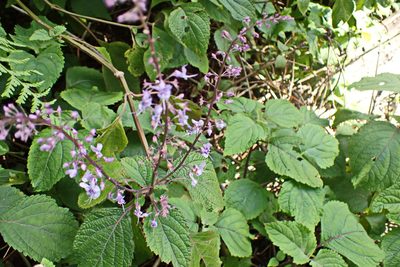 Plectranthus fruticosus, photographed by Di Turner