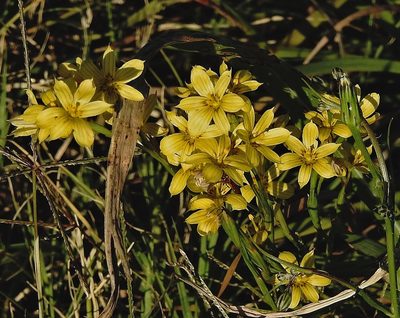 Sisyrinchium pachyrhizum, photographed by Hugo Hulsberg