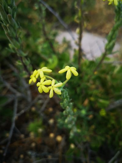 Lyperia lychnidea, photographed by leandra-k_89
