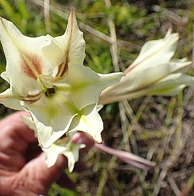 Gladiolus tristis, photographed by Di Turner
