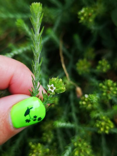 Thesium pubescens, photographed by leandra-k_89