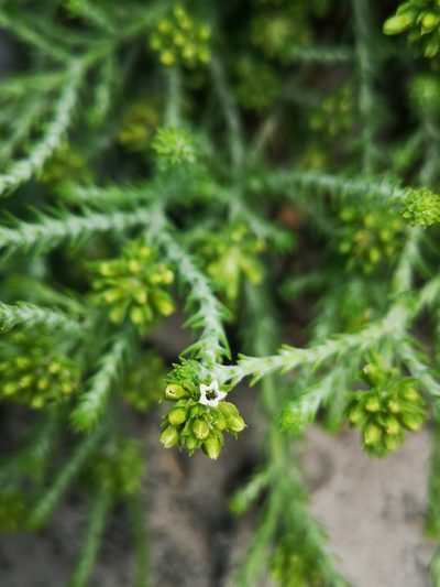 Thesium pubescens, photographed by leandra-k_89
