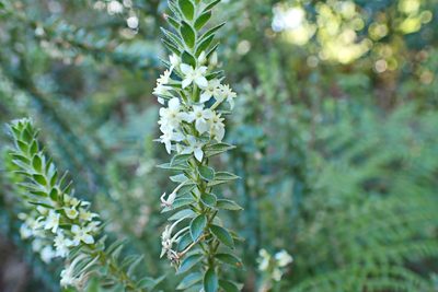 Struthiola hirsuta, photographed by Di Turner