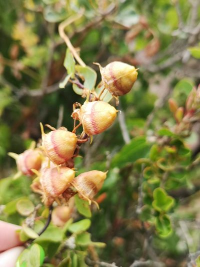 Cyphia crenata, photographed by leandra-k_89