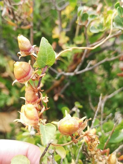 Cyphia crenata, photographed by leandra-k_89