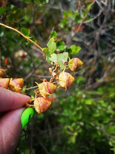 Cyphia crenata, photographed by leandra-k_89