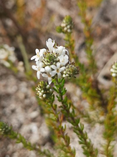 Selago polystachia, photographed by leandra-k_89