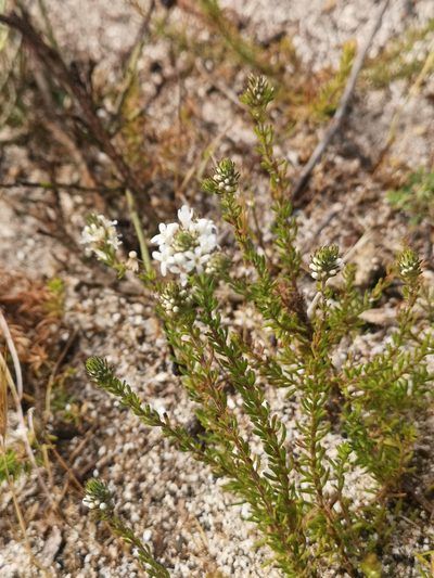 Selago polystachia, photographed by leandra-k_89