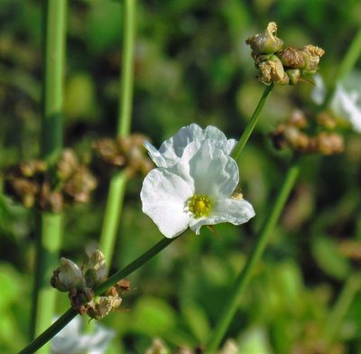 Aquarius grandiflorus, photographed by Hugo Hulsberg