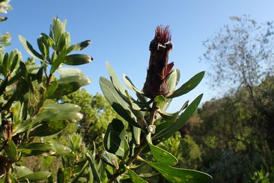 Protea mundii, photographed by Di Turner