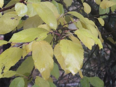 Prunus emarginata, photographed by dougbrown