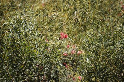 Grevillea banksii, photographed by Tony Rebelo