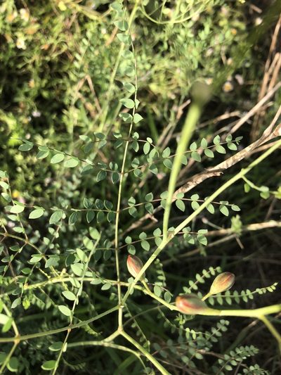 Erythrostemon caudatus, photographed by abm1985