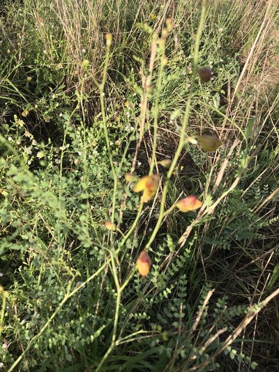 Erythrostemon caudatus, photographed by abm1985