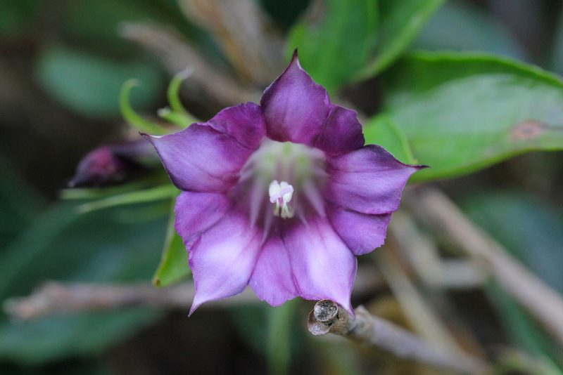 Tripterospermum nienkui, photographed by Agnes Trekker