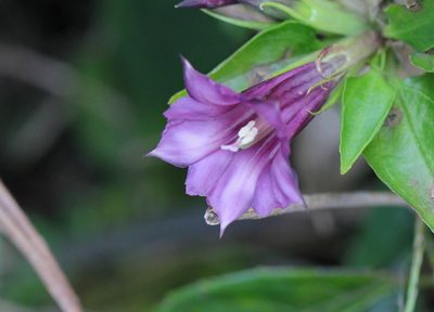 Tripterospermum nienkui, photographed by Agnes Trekker