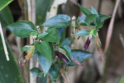 Tripterospermum nienkui, photographed by Agnes Trekker