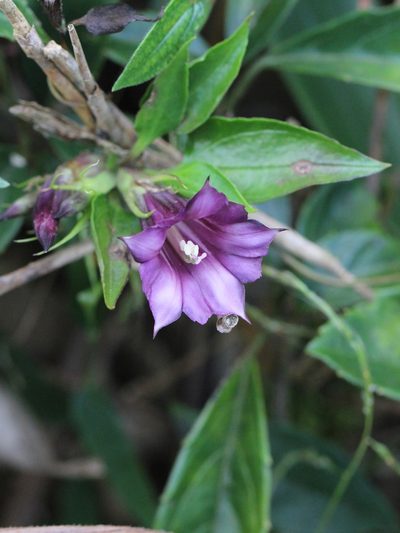 Tripterospermum nienkui, photographed by Agnes Trekker