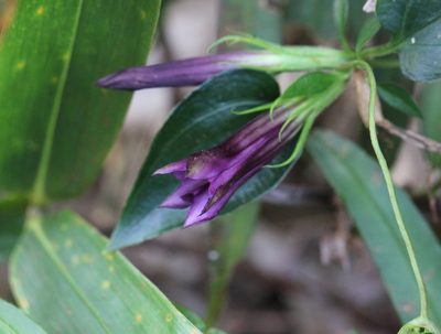 Tripterospermum nienkui, photographed by Agnes Trekker