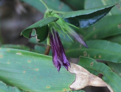 Tripterospermum nienkui, photographed by Agnes Trekker