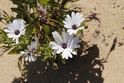 Osteospermum ecklonis, photographed by Tony Rebelo