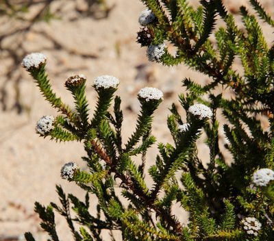 Stoebe aethiopica, photographed by Tony Rebelo
