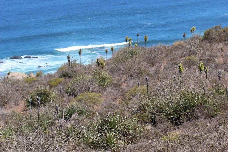 Puya chilensis, photographed by Cesar Ormazabal