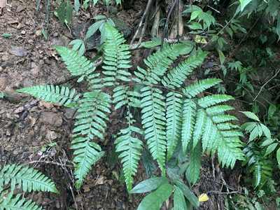 Gymnosphaera metteniana, photographed by 呂一起(Lyu yi-chi)