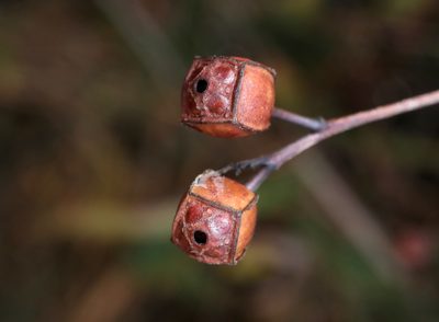 Ludwigia alternifolia, photographed by Jeff Clark