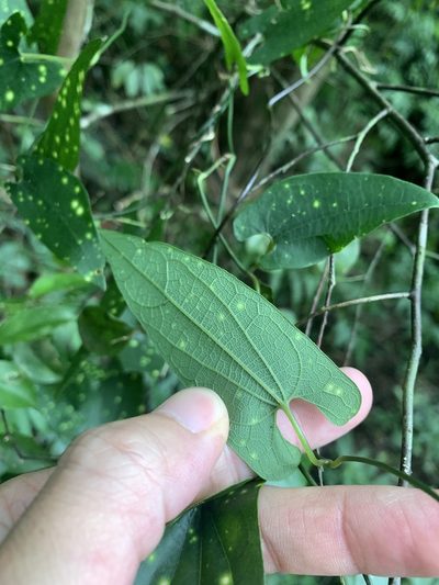 Aristolochia foveolata, photographed by 呂一起(Lyu yi-chi)