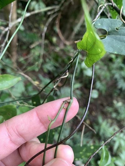 Aristolochia foveolata, photographed by 呂一起(Lyu yi-chi)