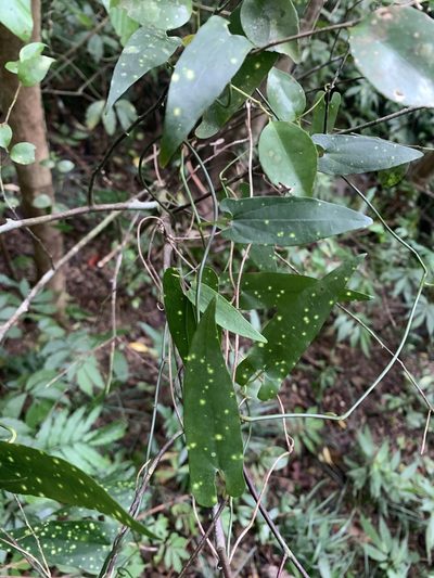 Aristolochia foveolata, photographed by 呂一起(Lyu yi-chi)