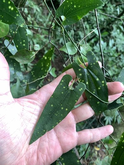 Aristolochia foveolata, photographed by 呂一起(Lyu yi-chi)
