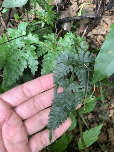 Pteris grevilleana, photographed by 呂一起(Lyu yi-chi)