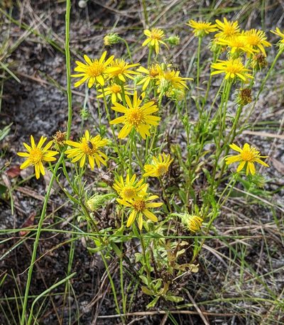 Chrysopsis subulata, photographed by Stan Shebs