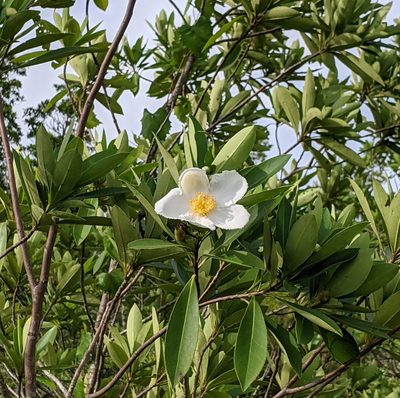 Gordonia lasianthus, photographed by Stan Shebs