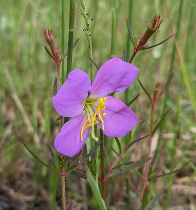Rhexia cubensis, photographed by Stan Shebs
