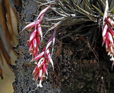 Tillandsia recurvifolia, photographed by Hugo Hulsberg